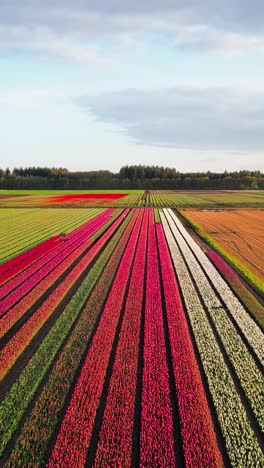 colorful tulip fields in the netherlands