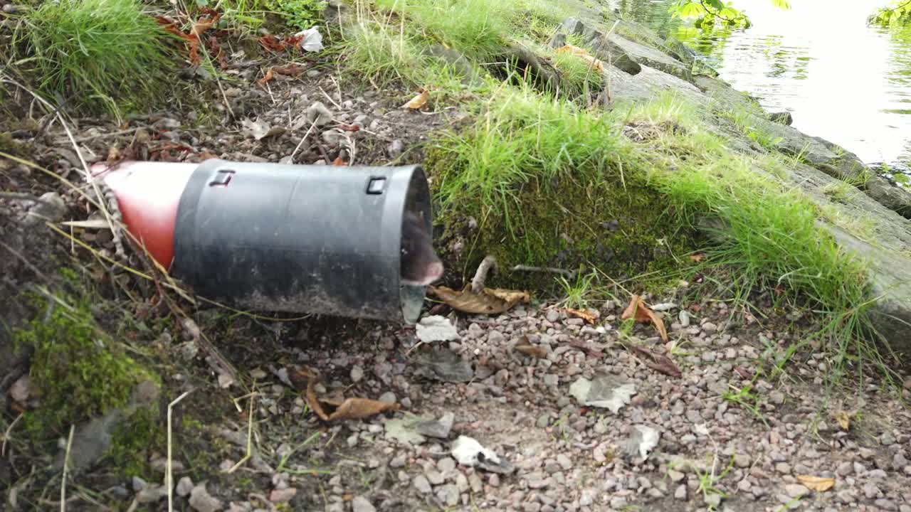 물, 스웨덴 근처 파이프 밖으로 머리를 튀어나온 족제비의 핸드헬드 샷