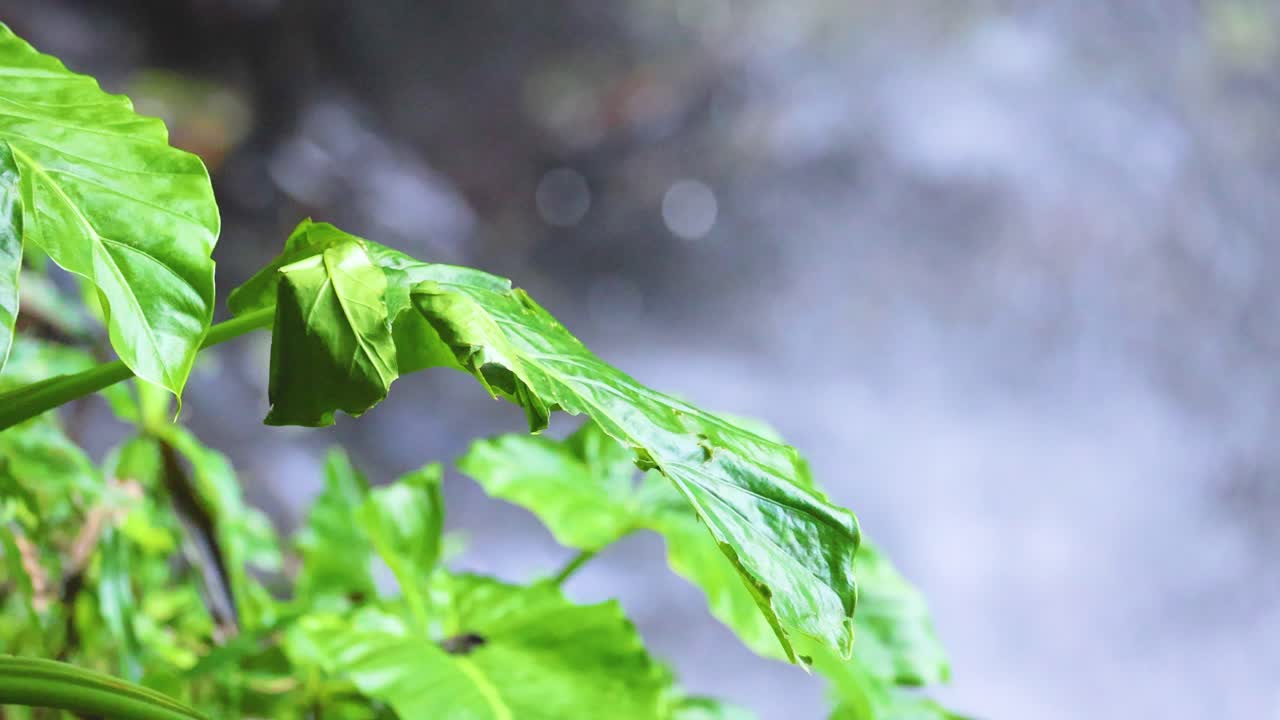 Vibrant green leaves sway gently near a cascading waterfall, captured in natural light at Dorrigo, NSW