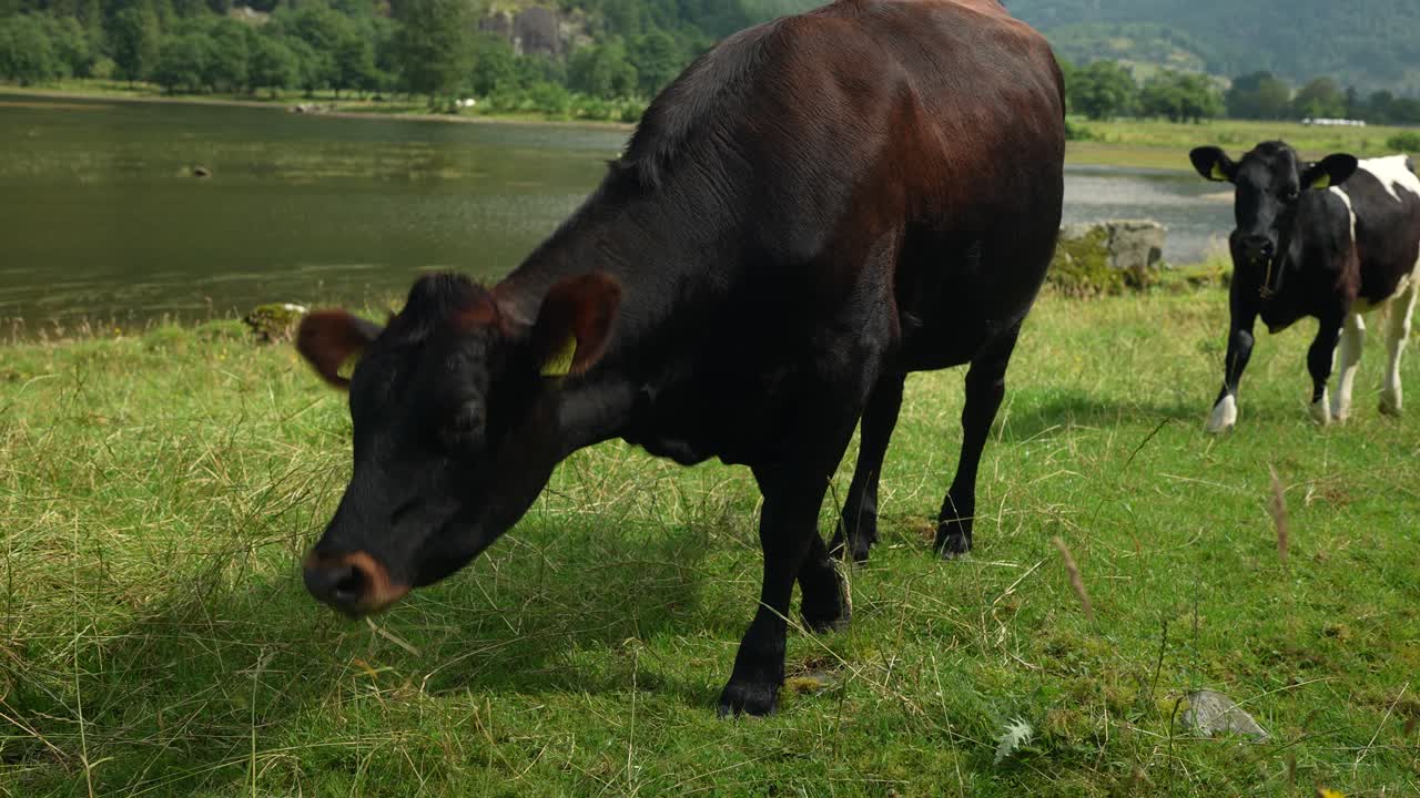 A black cow is grazing on grass near a tranquil lake, with rolling green hills in the background under a bright blue sky. This idyllic countryside setting evokes calmness and natural beauty