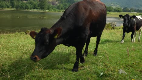 a black cow is grazing on grass near a tranquil lake, with rolling green hills in the background under a bright blue sky. this idyllic countryside setting evokes calmness and natural beauty