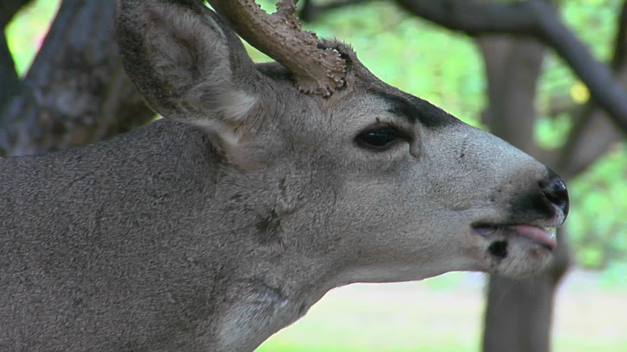 사슴이 음식을 씹으면서 입을 핥고 있다