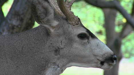 Un-Venado-Bura-Se-Lame-La-Boca-Mientras-Mastica-Algo-De-Comida