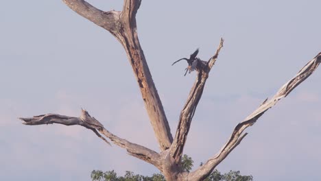 a red throated caracara flies and gracefully lands on branch of a dead tree in a tropical rainforest