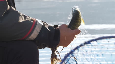 pike fish caught in fishing net, close up, slow motion