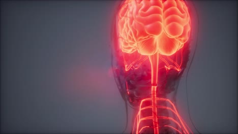 Radiologieuntersuchung-Des-Menschlichen-Gehirns