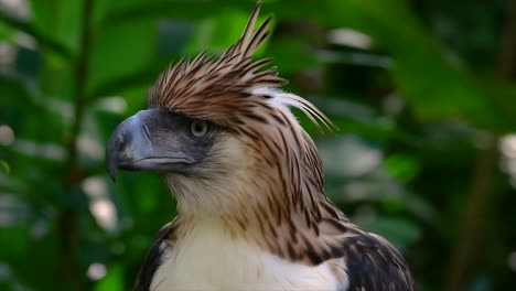 菲律賓<unk> (philippine eagle) 也稱為吃猿的<unk>, 極度臨滅絕的物種, 可以活到六十歲, 吃猿, 飛<unk>和小哺乳動物,