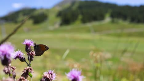 butterfly interacting with flower in scenic piedmont