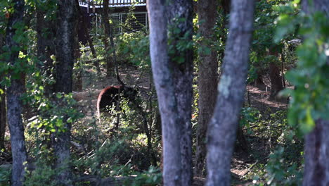 two-black-bears-are-walking-behind-trees-in-a-french-forest