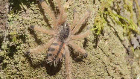 pygmy toed, or pinktoe tarantula crawls over tree bark, tambopata peru