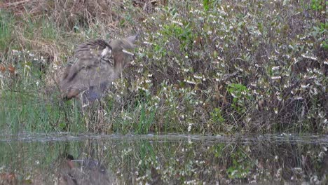 american bittern on lakeside shakes and preens its feathers