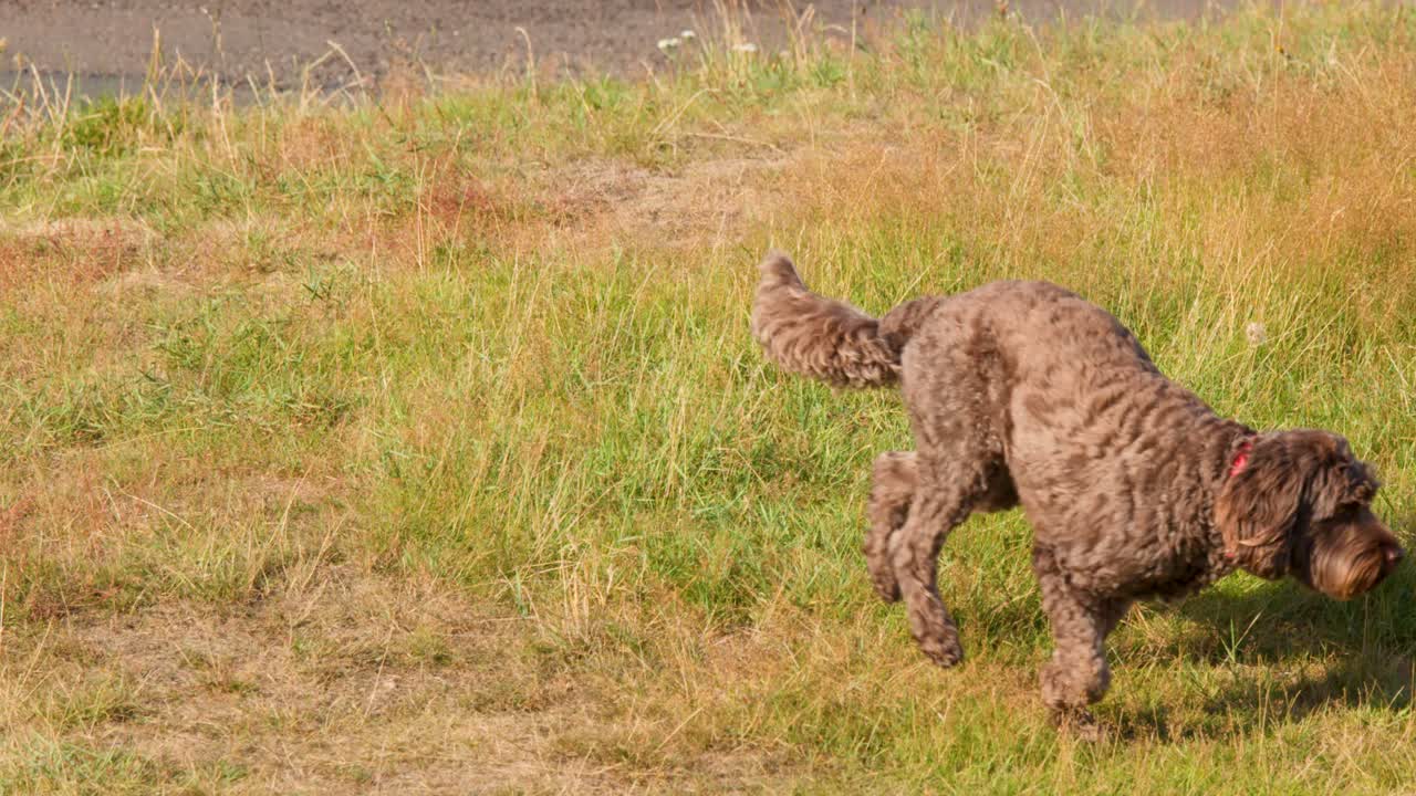 Curly-coated dog explores grassy field in warm sunlight, sniffing and walking with natural movement
