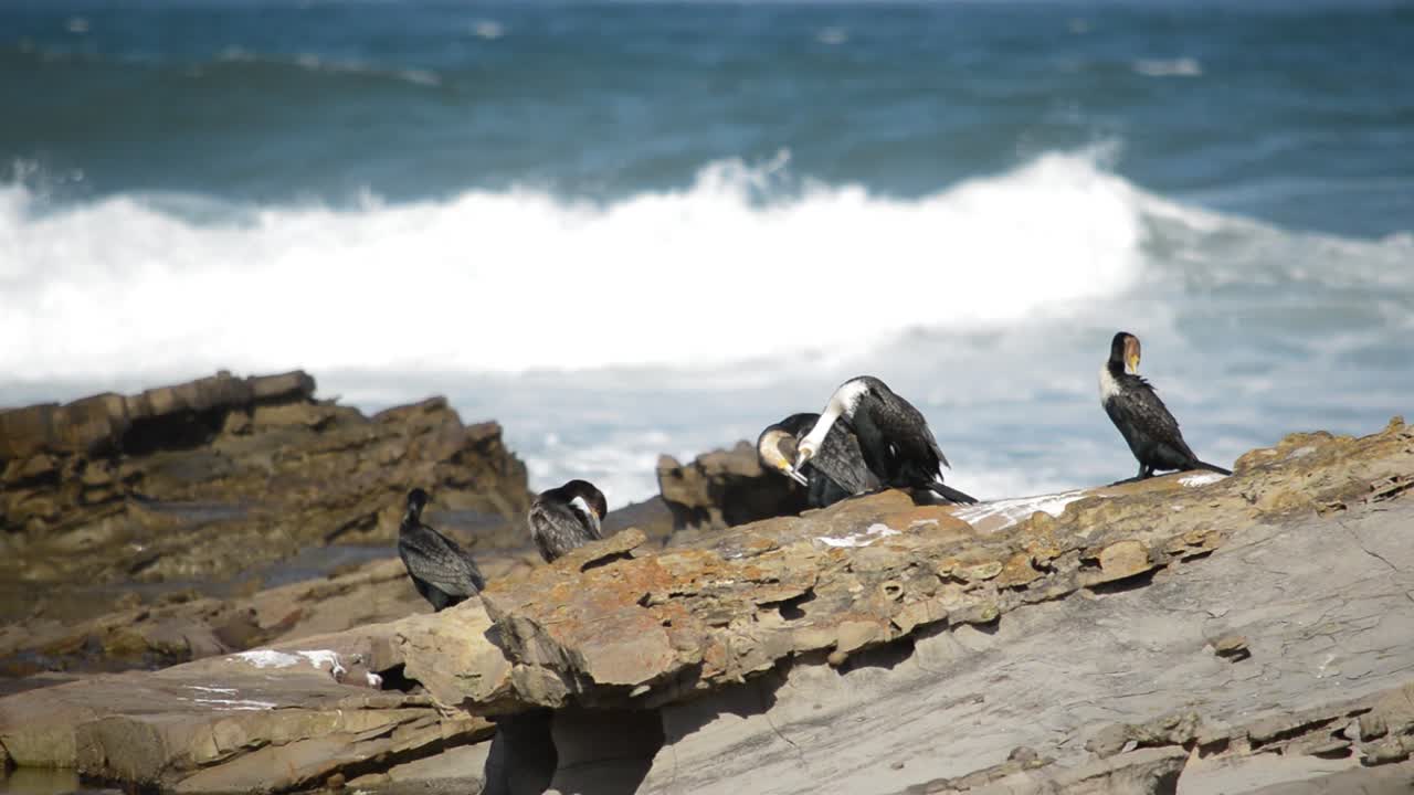 pájaros del cabo oriental acicalándose en las rocas en la playa de glen gariff
