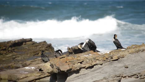 Birds-of-the-Eastern-Cape-grooming-themselves-on-the-rocks-at-Glen-Gariff-Beach