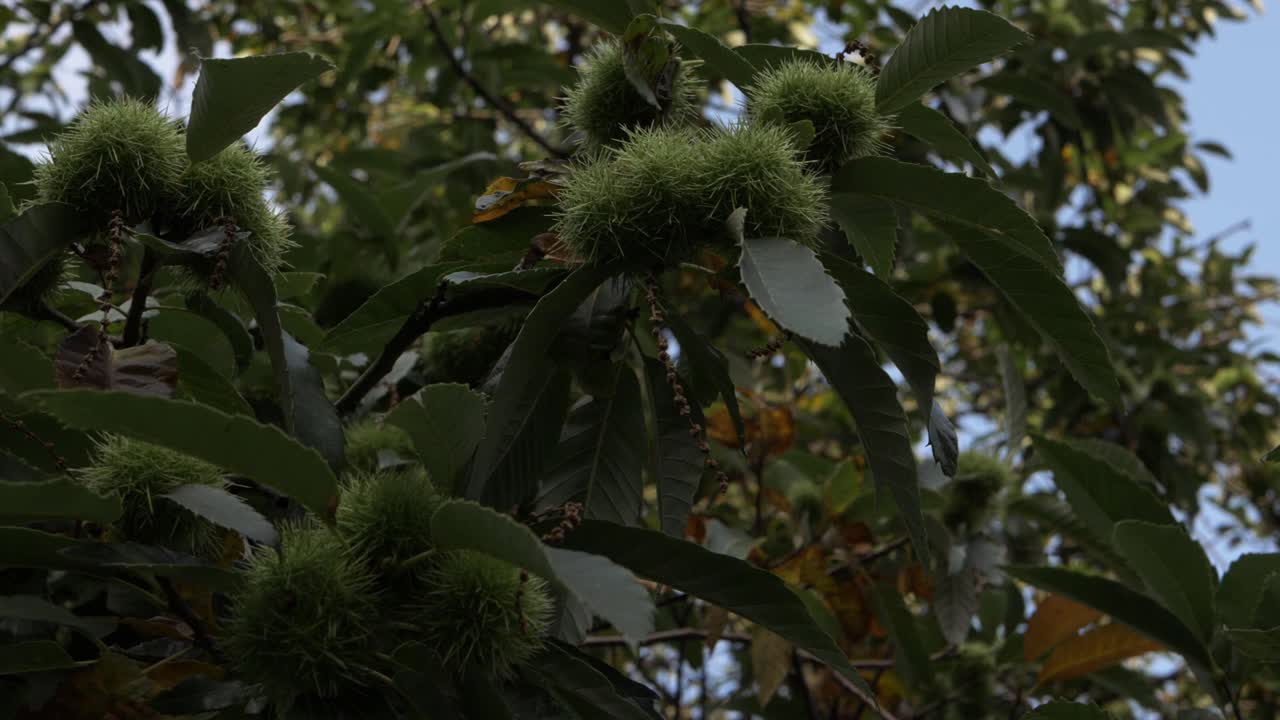 Chestnut tree with spiky burr clusters medium shot