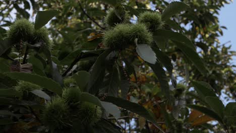 chestnut tree with spiky burr clusters medium shot