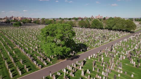 large graveyard, lush green grass, drone shot with a tree in the center