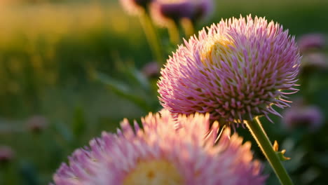 close-up of pink spiky flowers backlit by golden hour sunlight