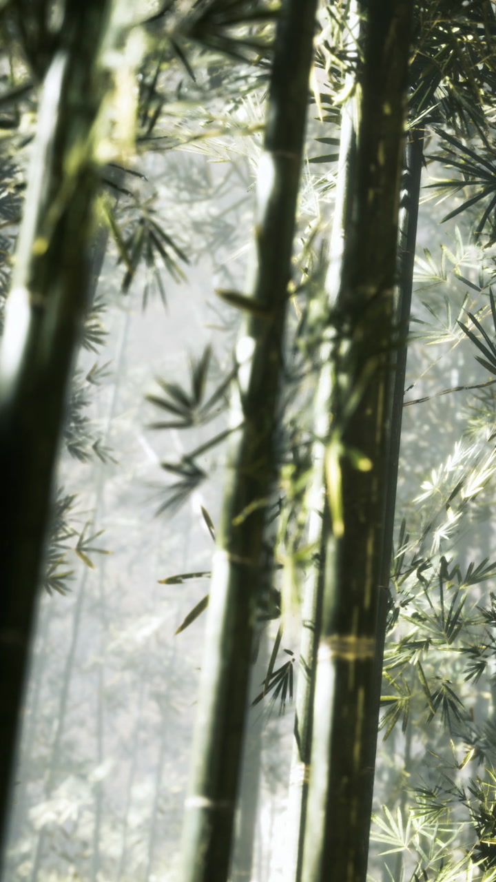 Bamboo plants growing in a forest with soft light shining through the leaves