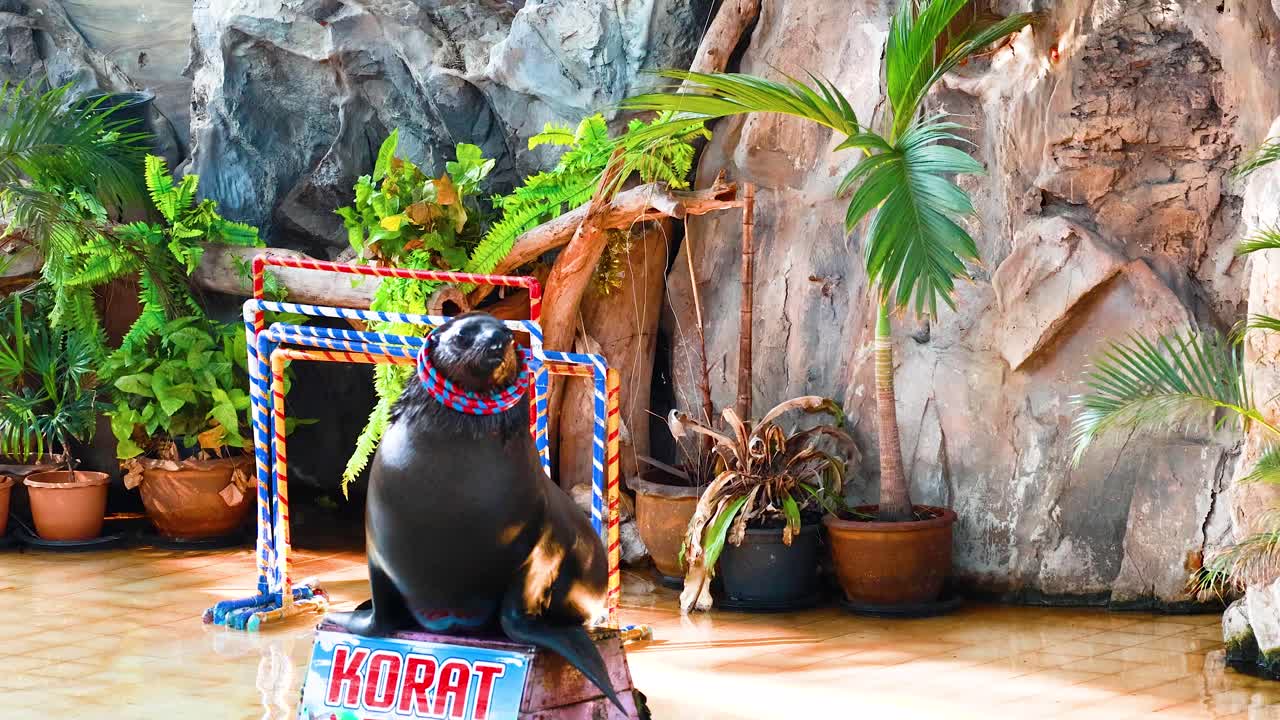 el león marino realiza trucos con hula hoops