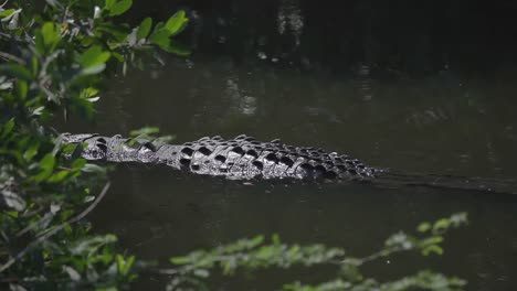 crocodiles 09