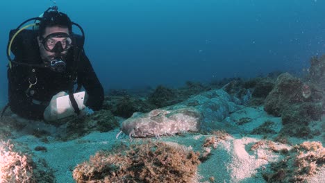 a scuba diver records data underwater on a slate while observing a shark for a marine science project