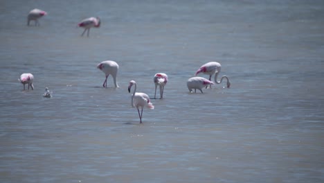Greater-flamingo-birds-with-long-necks-and-legs-grazing-in-river-flow