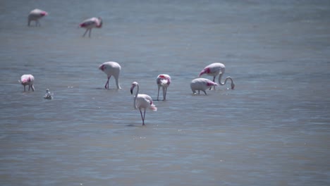 grandes pájaros flamencos con cuellos y patas largas pastando en el flujo del río