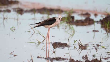 preening its left side and wing during sunset in the middle of a rice paddy