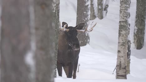 Großer-Männlicher-Elch,-Der-In-Der-Ferne-Versteckt-Im-Verschneiten-Wald-Lauert---Lange,-Breite-Zeitlupenaufnahme