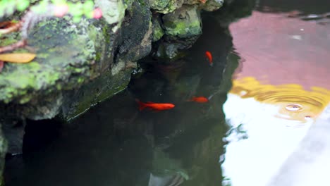 goldfish swim peacefully in a hanoi pond