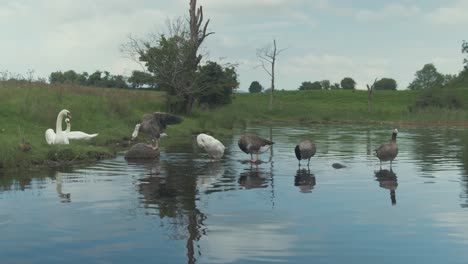 Geese-in-line-on-rocks-lake-shoreline,-Waterfowl-swan-and-duck-argue-over-rock