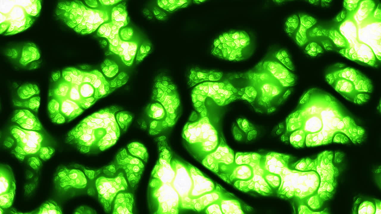 Close-up of a delicate green plant with small dark green curled leaves and a thin light green stem. The image showcases the plant's intricate beauty and simplicity in its details