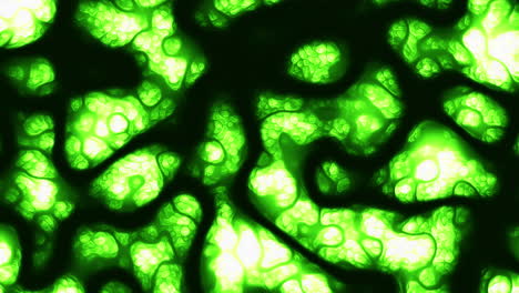 close-up of a delicate green plant with small dark green curled leaves and a thin light green stem. the image showcases the plant's intricate beauty and simplicity in its details