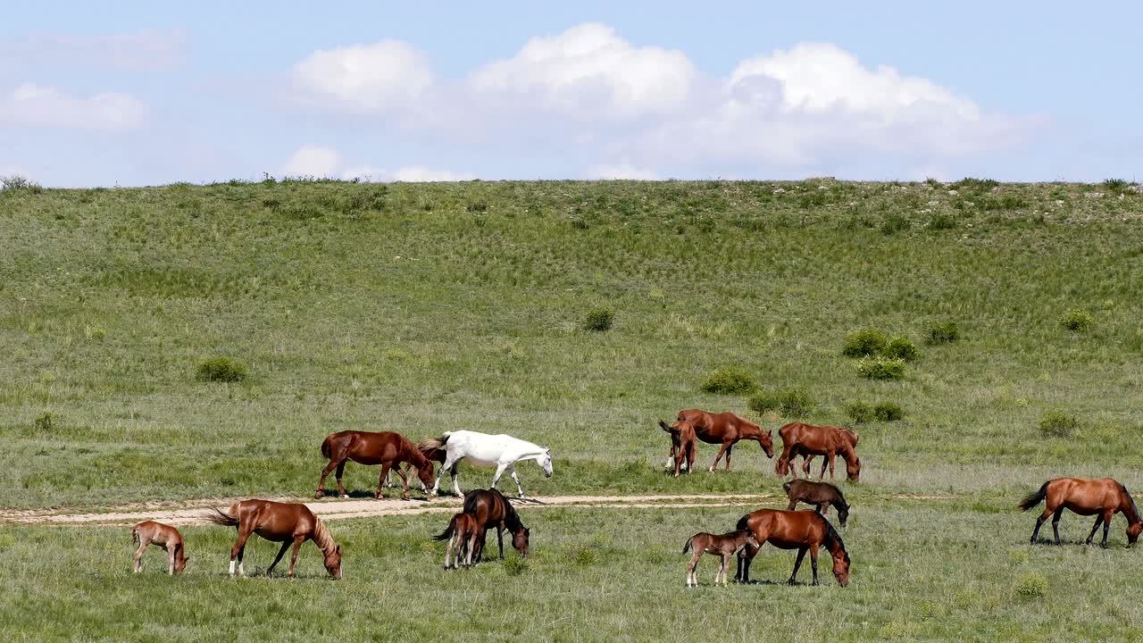 caballos de primavera nubes de la estepa prado 4k