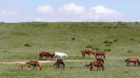 spring horses steppe clouds meadow 4k