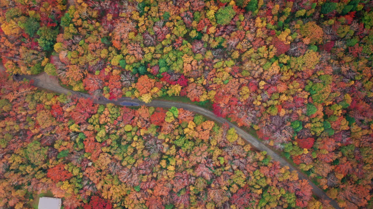 Colori autunnali della foresta. Ripresa aerea con drone sul pittoresco paesaggio della Nuova Scozia, Canada. Veduta a volo d'uccello del fogliame colorato. Foglie degli alberi dai colori vivaci. Paesaggio autunnale.