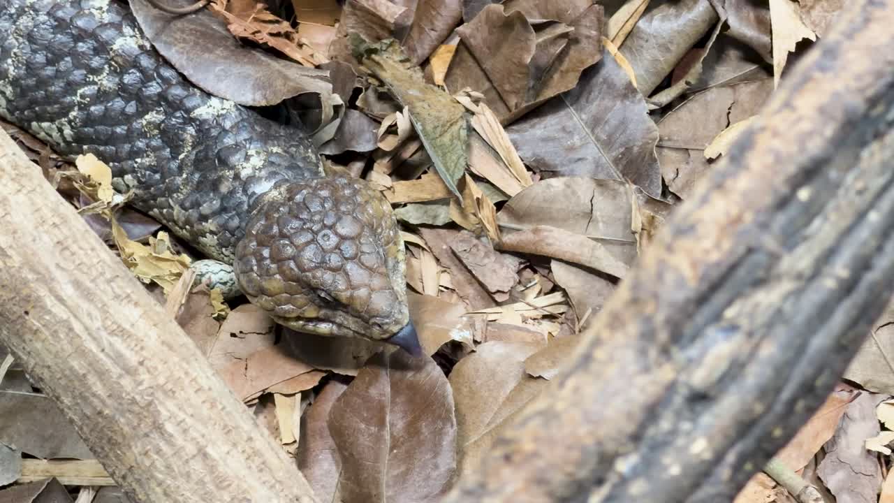 Primo piano di un tiliqua scincoide dalla lingua blu che mangia del cibo da una pinzetta su lettiera di foglie secche