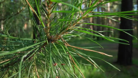 vivid pine tree branch with needle leaves, spider silk, and forest background in soft-focus