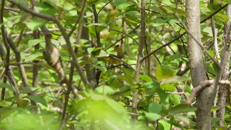 His-colouring-make-the-Wilson-Warbler-hard-to-see-as-he-dances-around-a-tree