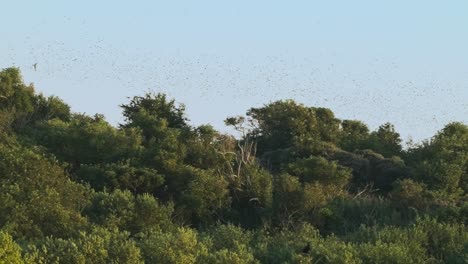 Beautiful-large-flock-of-birds-migrating-south-over-the-green-forest-in-Texel,-Netherlands