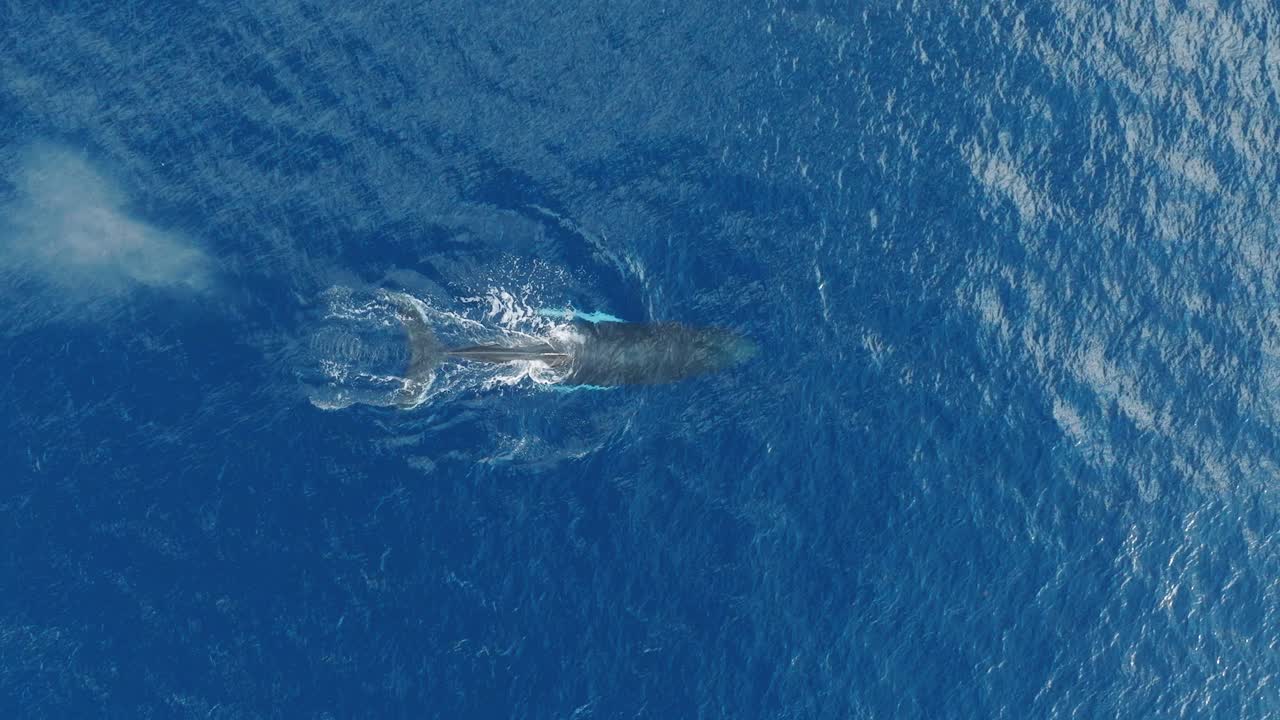 Humpback whale breaks surface to blow as it takes a breath, blue ocean
