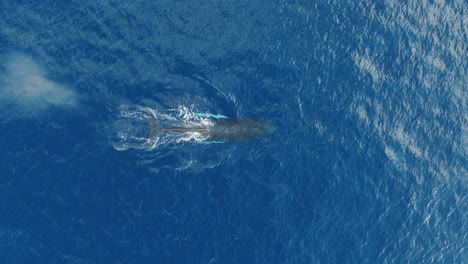 Ballena-Jorobada-Emerge-A-La-Superficie-Para-Soplar-Mientras-Respira,-Océano-Azul