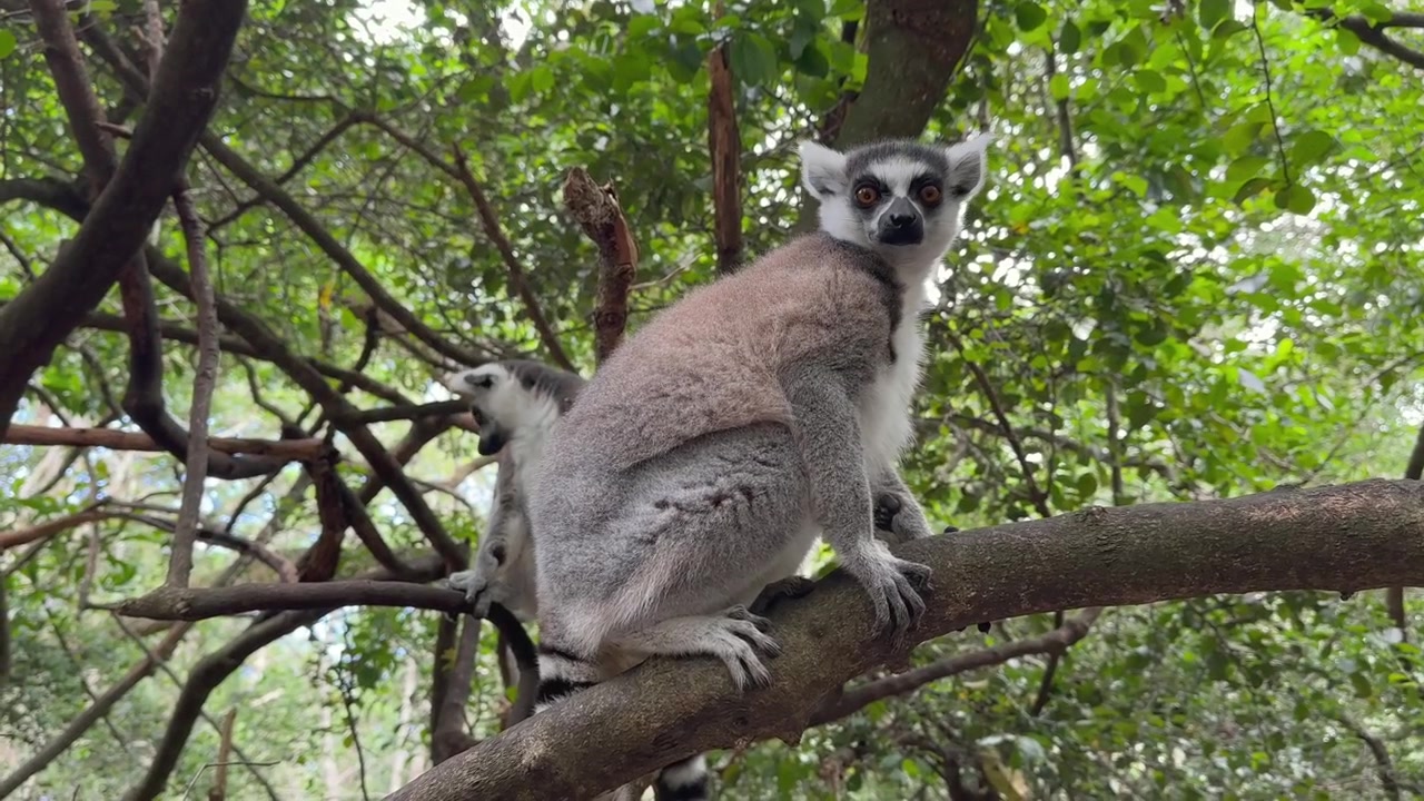 Lêmures-de-cauda-anelada (Lemur catta) em um galho de árvore no santuário Monkeyland na África do Sul