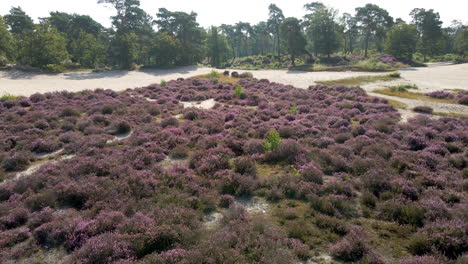 low aerial over beautiful purple heaths in early autumn