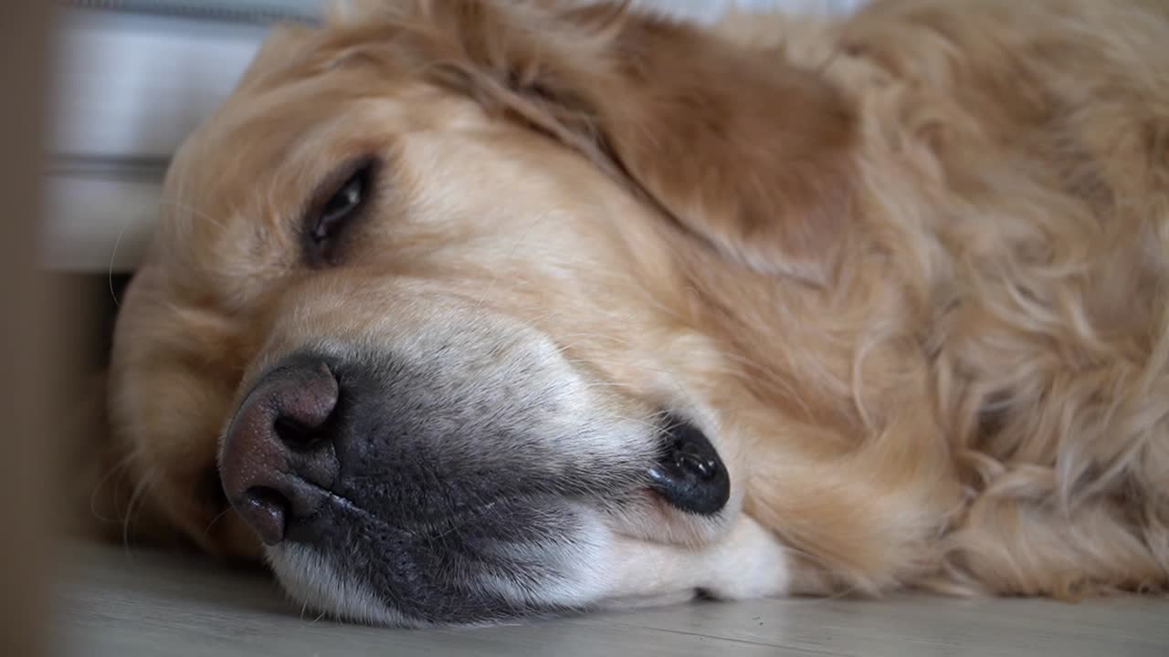 Close-Up Of Sleepy Golden Retriever Dog Face, Resting Lying On The Floor