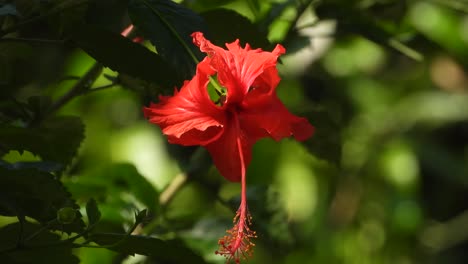 las flores rojas son hermosas, doradas.