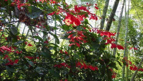 flores rojas vibrantes en medio de un follaje verde exuberante en un entorno forestal sereno, luz del día