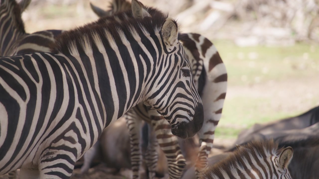 Gregge di zebre al pascolo