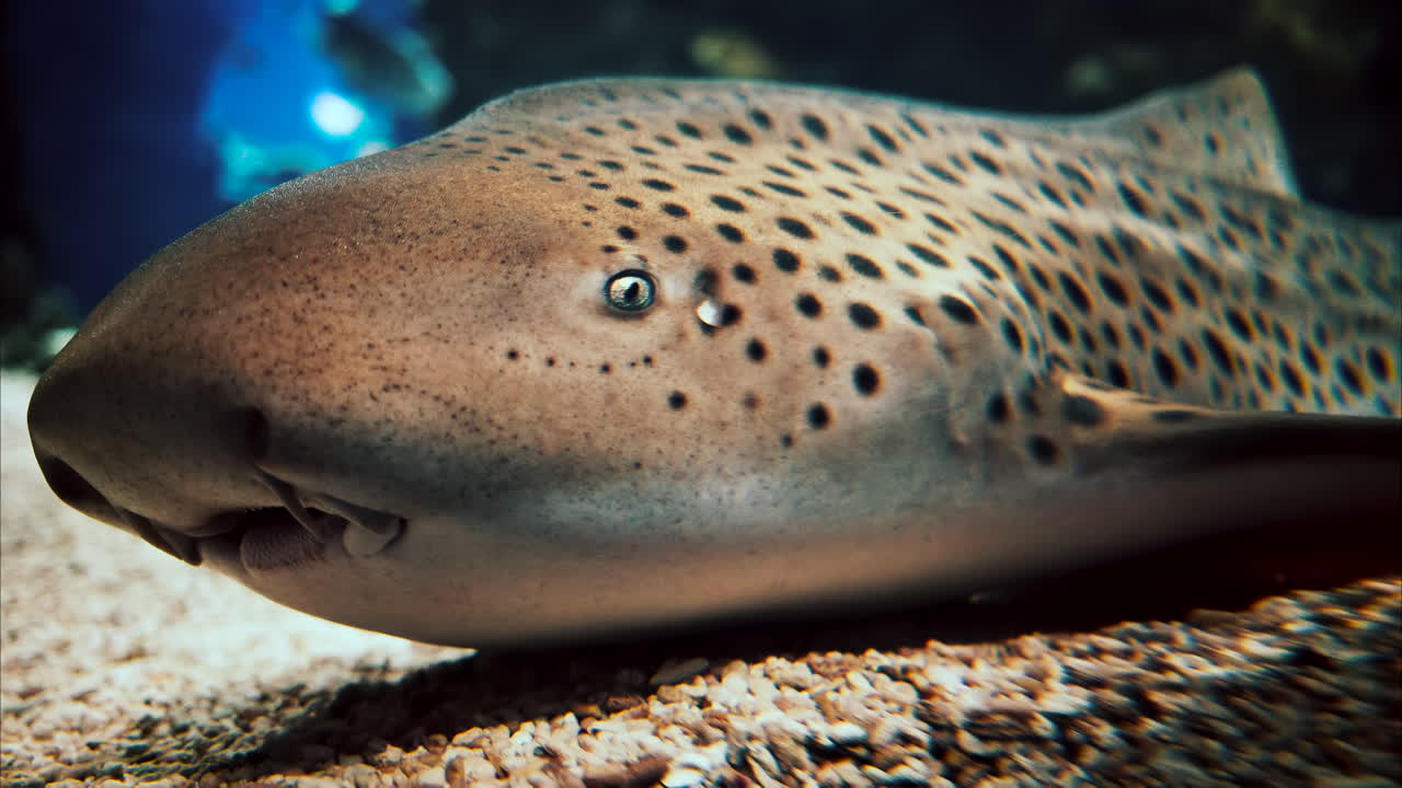 Primo piano di uno squalo zebra nell'acqua